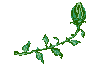animated rose