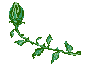 flower animated